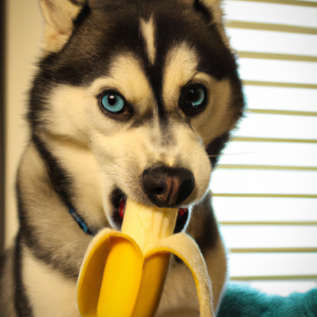 Can Huskies Eat Bananas 