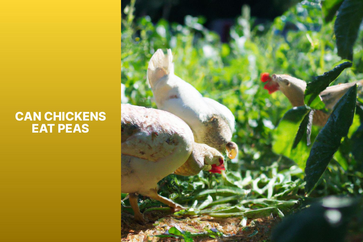 Can Chickens Eat Peas? A Complete Guide to Feeding Peas to Chickens