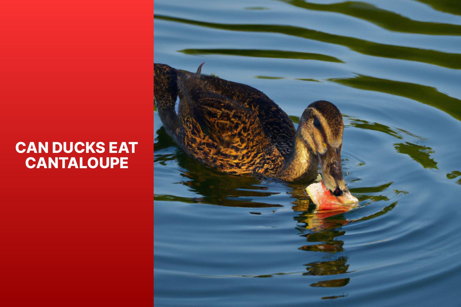Can Ducks Eat Cantaloupe? A Guide to Feeding Cantaloupe to Ducks