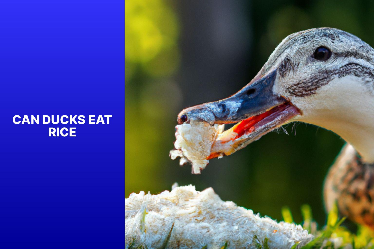 Can Ducks Eat Rice? Exploring the Feeding Habits of Ducks