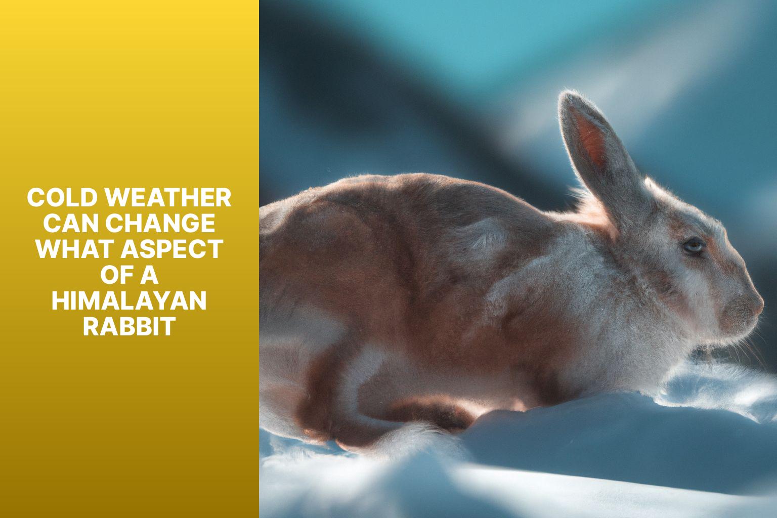 How Cold Weather Impacts the Characteristics of Himalayan Rabbits