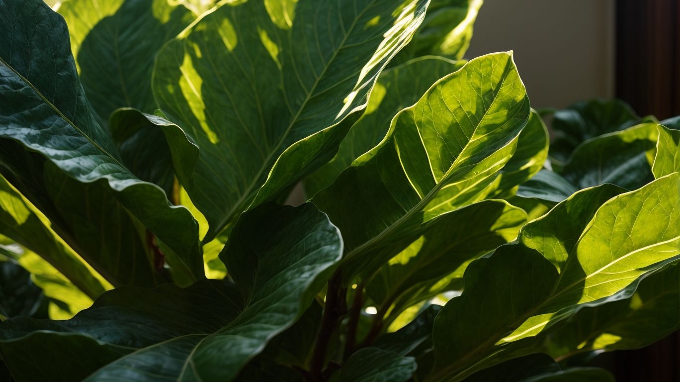Fiddle Leaf Fig Sunlight Requirements