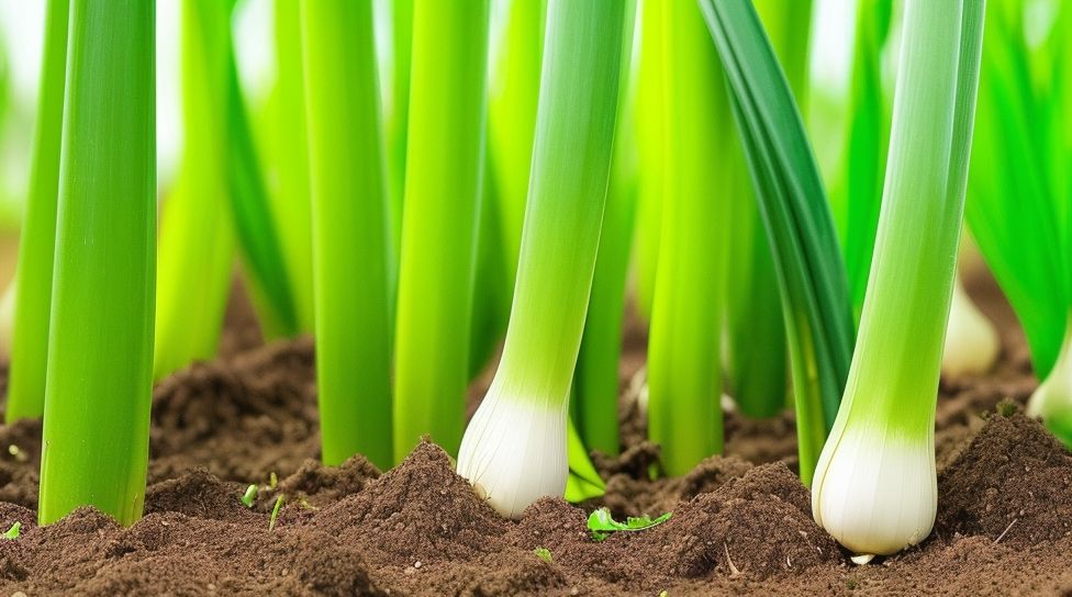 garlic plant lifecycle and yellowing