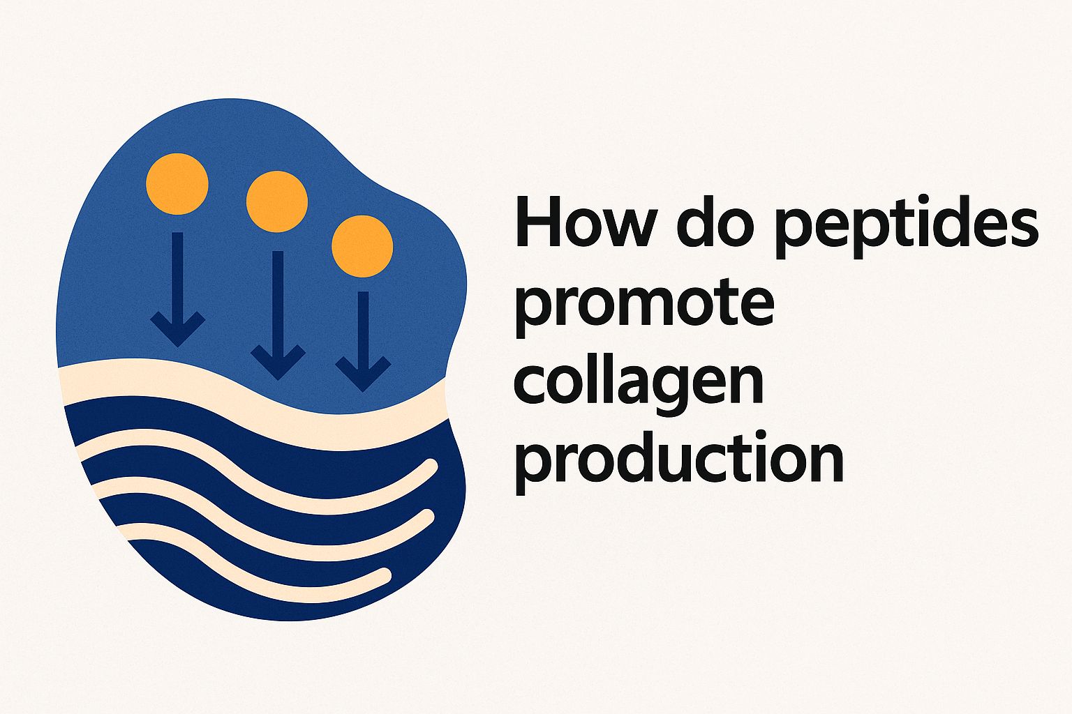 How do peptides promote collagen production