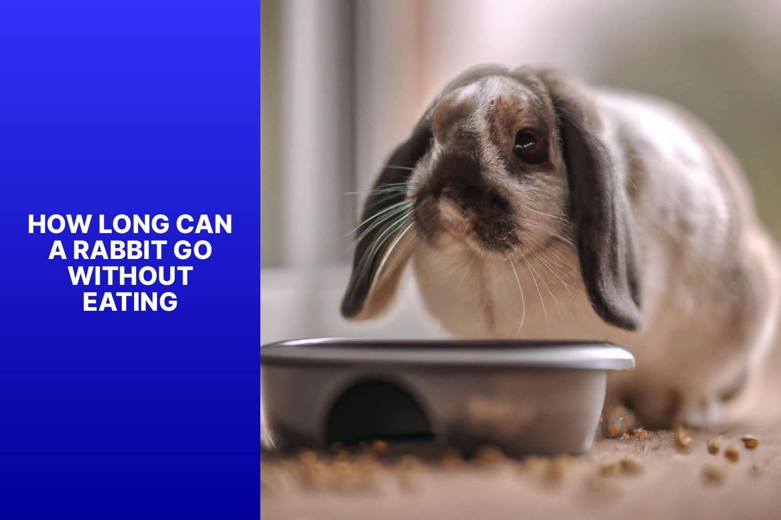 How Long Can a Rabbit Go Without Eating? The Answer May Surprise You