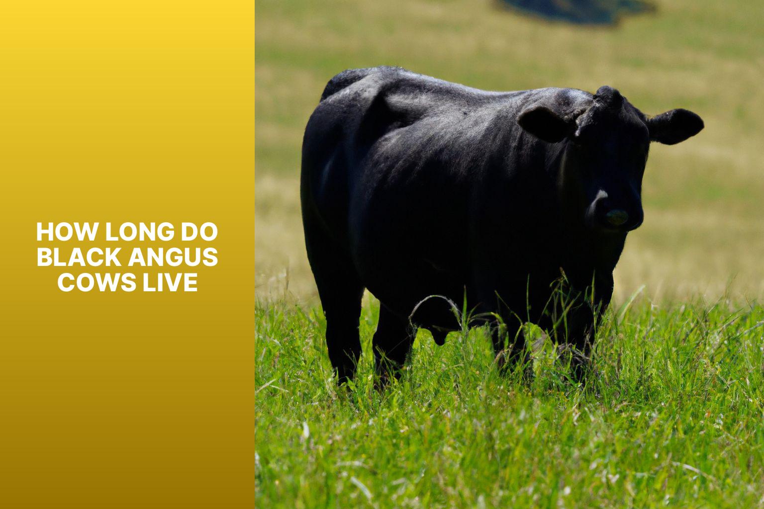 how long do black angus cows live