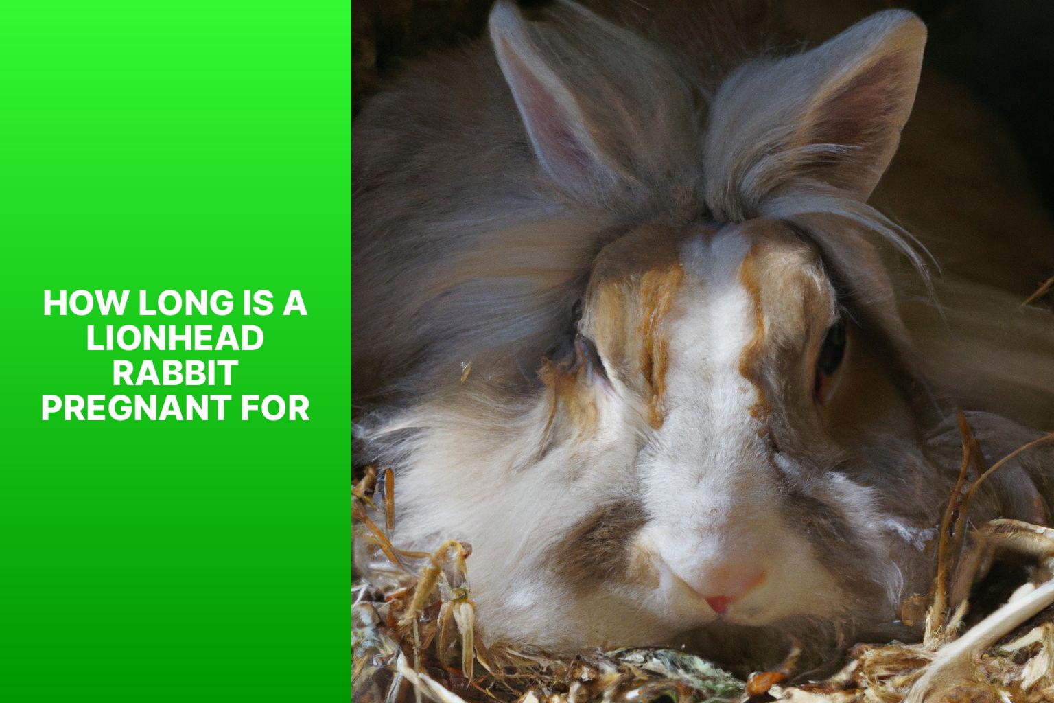 how long is a lionhead rabbit pregnant for
