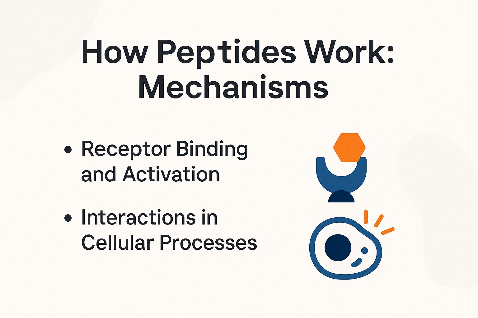 How Peptides Work: Mechanisms