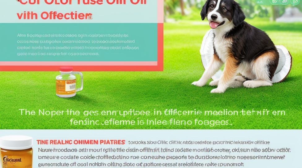 How to apply coconut oil for flea prevention