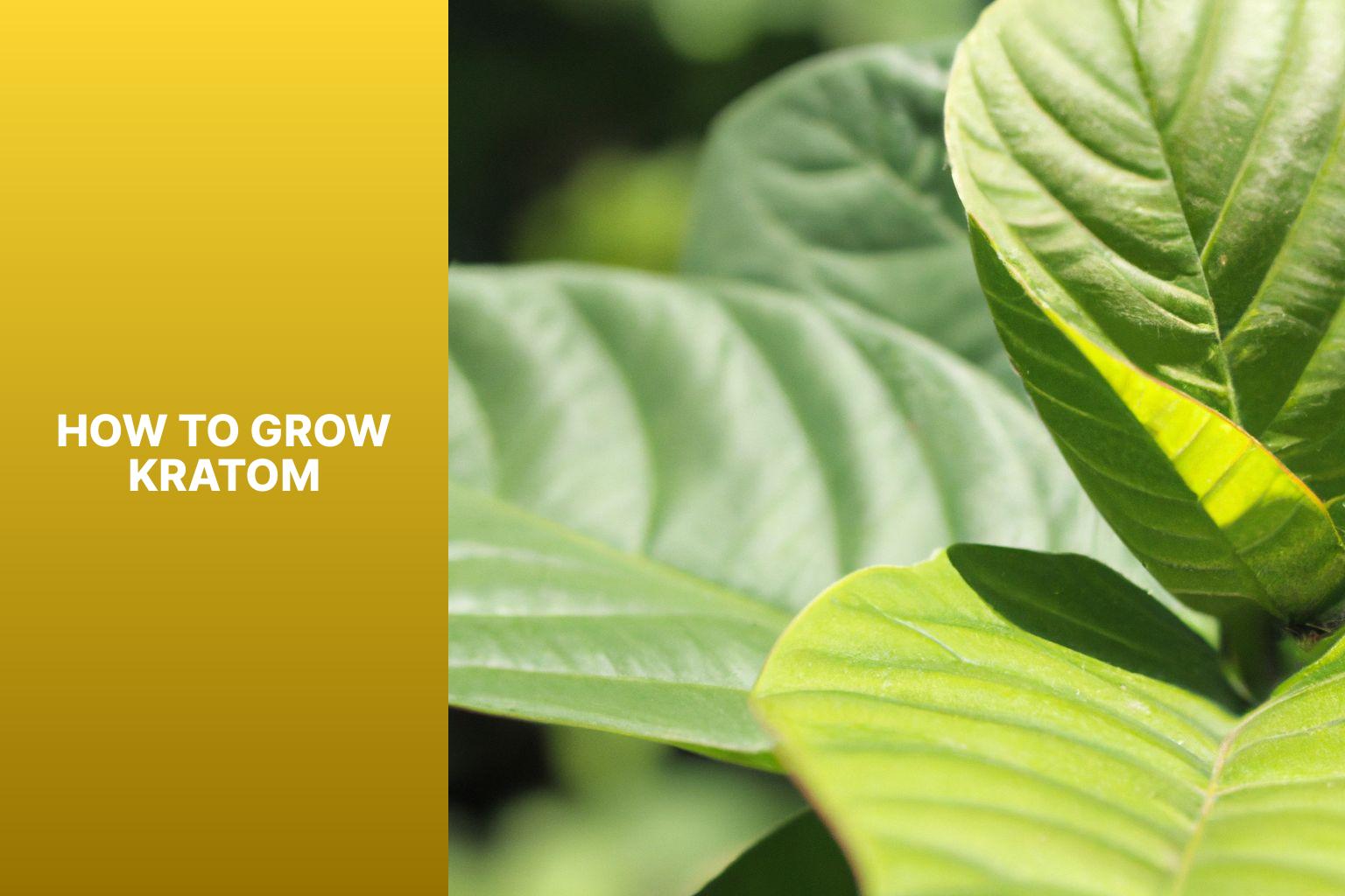 how to grow kratom