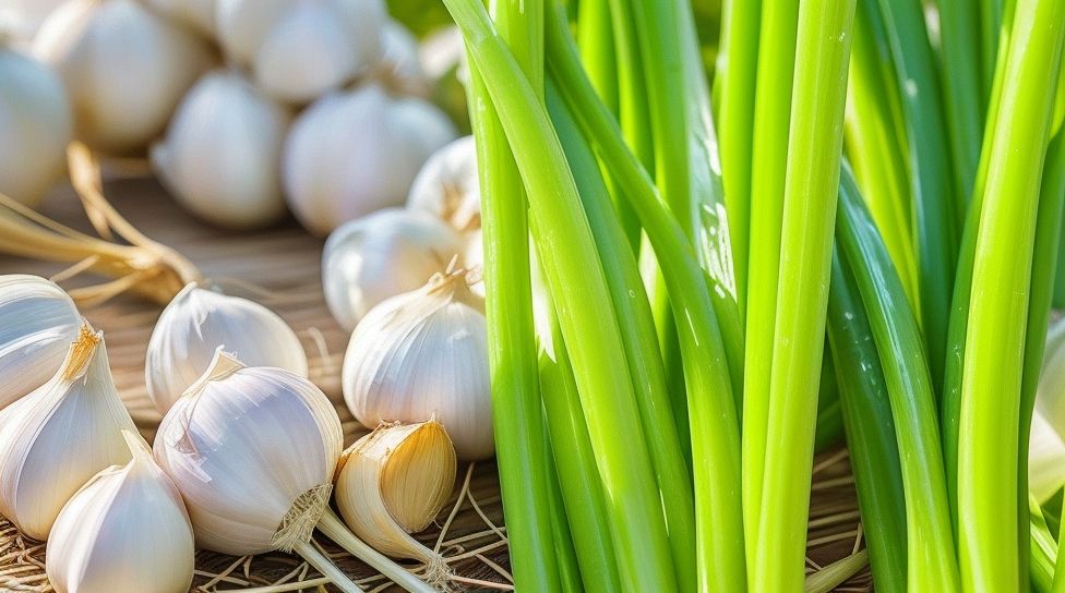 how to harvest garlic stems