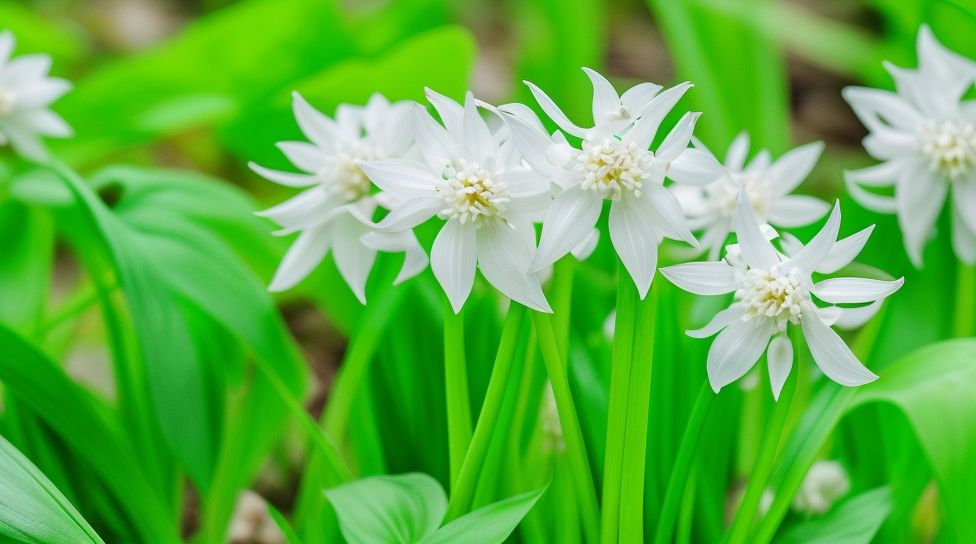 is there a true wild garlic species