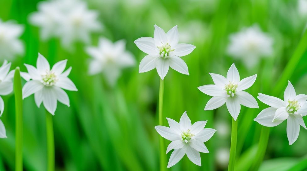 is wild garlic manmade