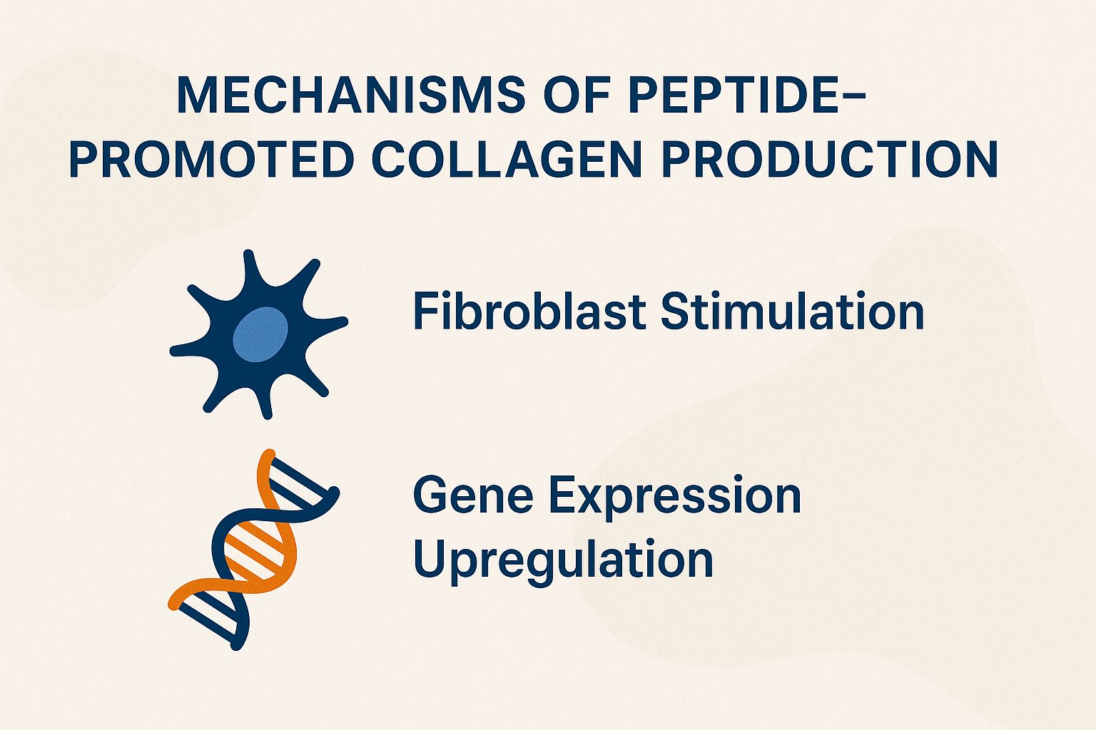 Mechanisms of Peptide-Promoted Collagen Production