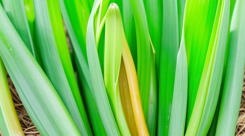 natural remedies for yellow garlic leaves