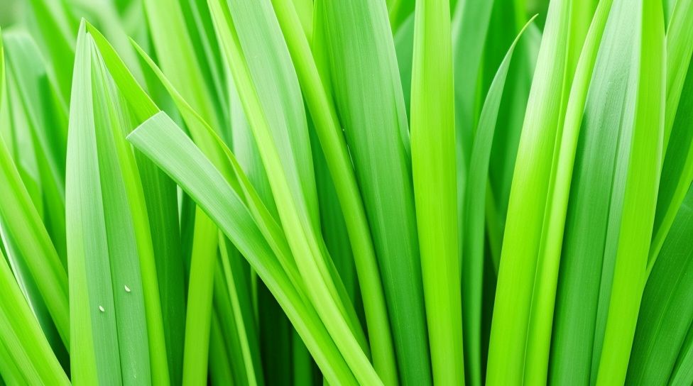 nutrient deficiency in garlic plants