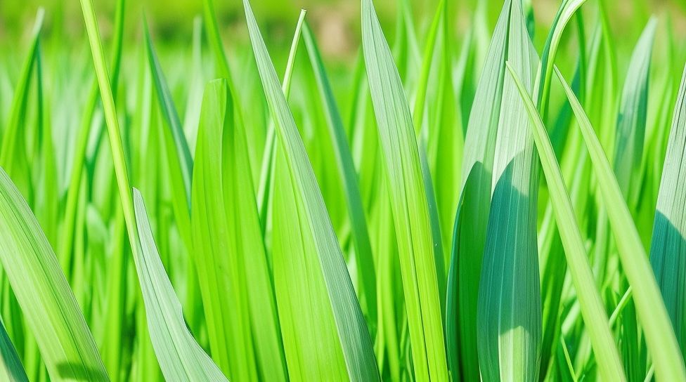 pests affecting garlic leaf color