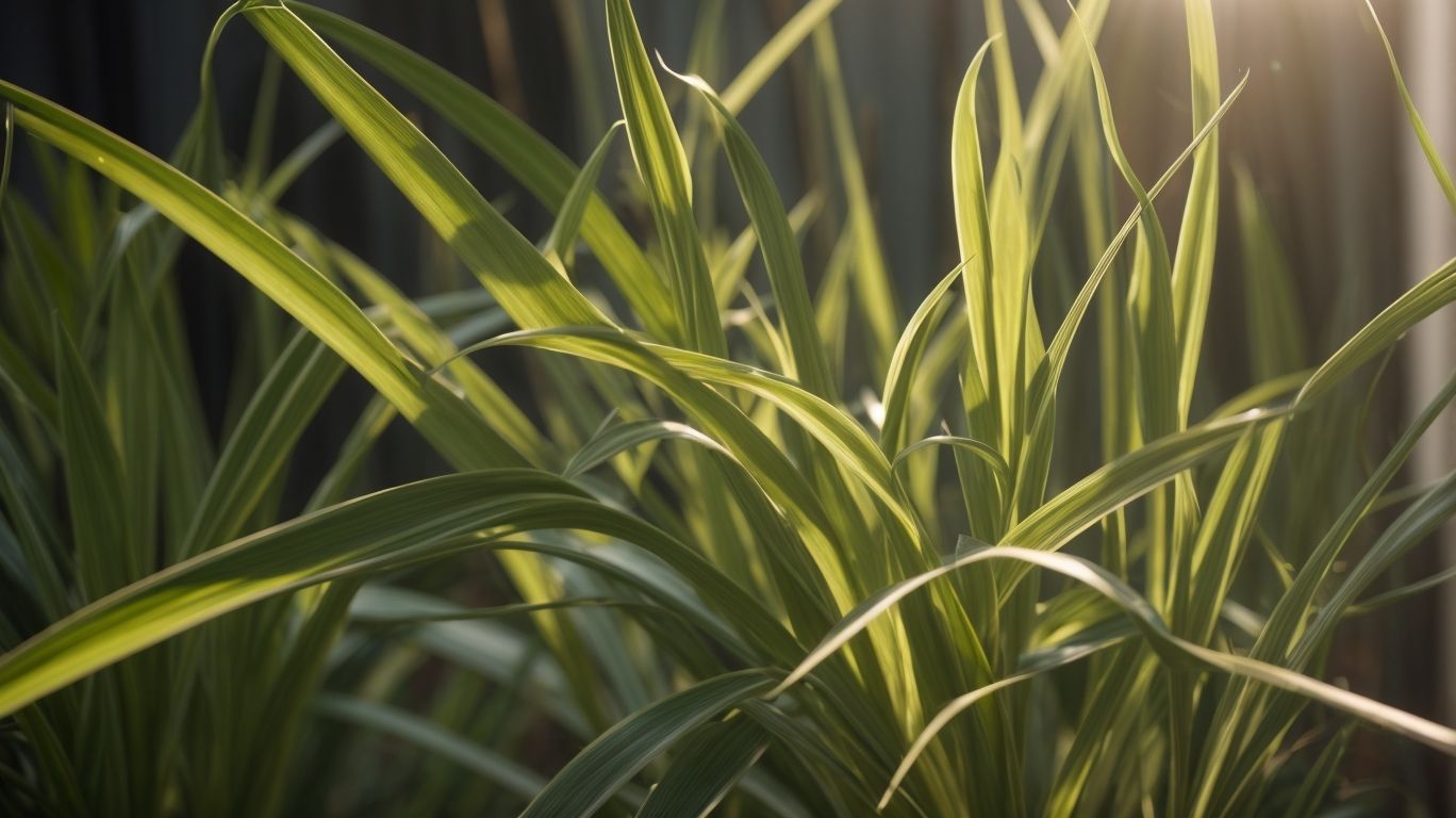 Understanding Spider Plant Sunlight Needs for Growth Everyday Emily Kay