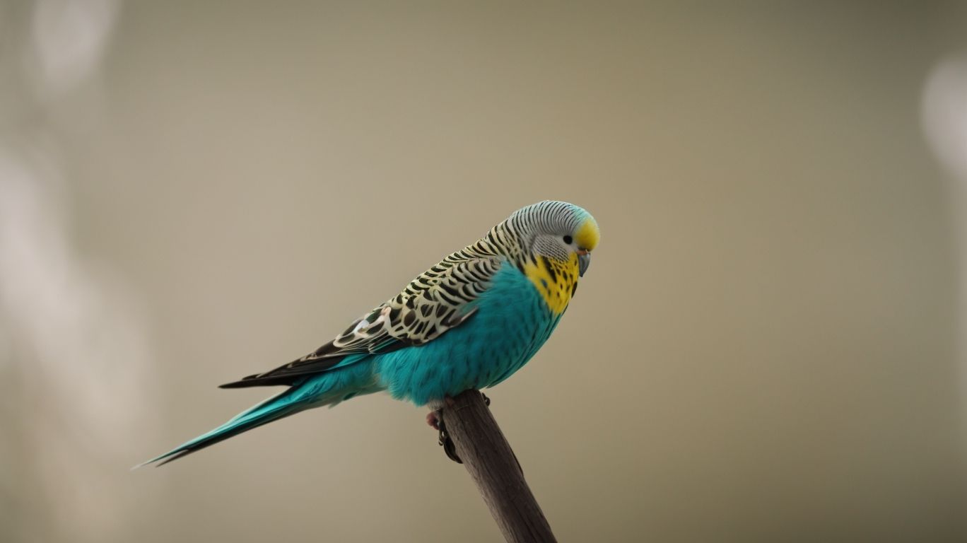 Wann Brutzeit Vögel - VogelWunderland