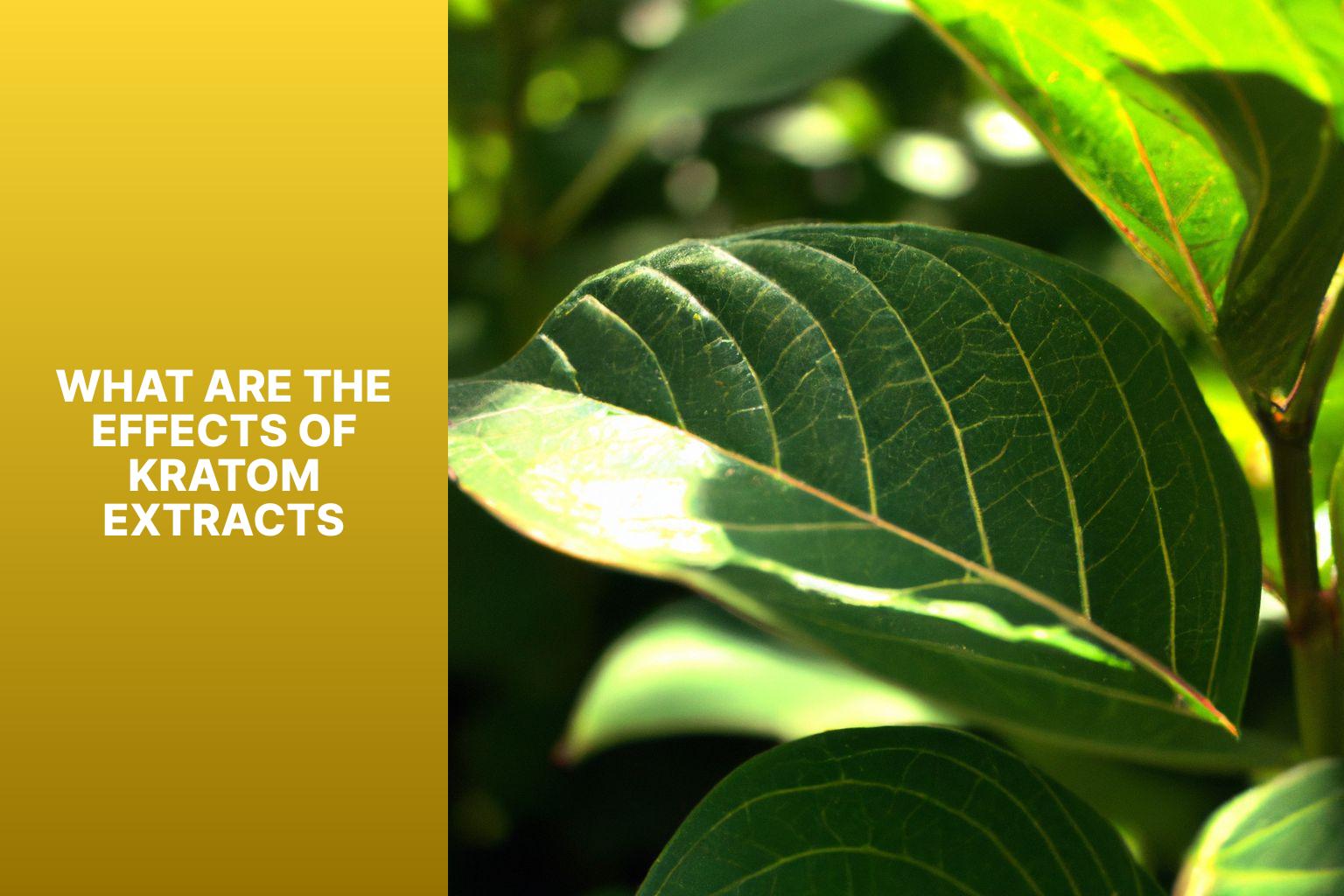 What are the effects of kratom extracts