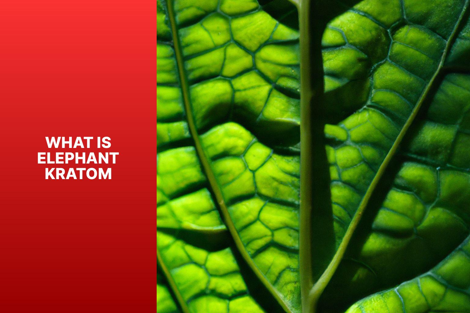 what is elephant kratom