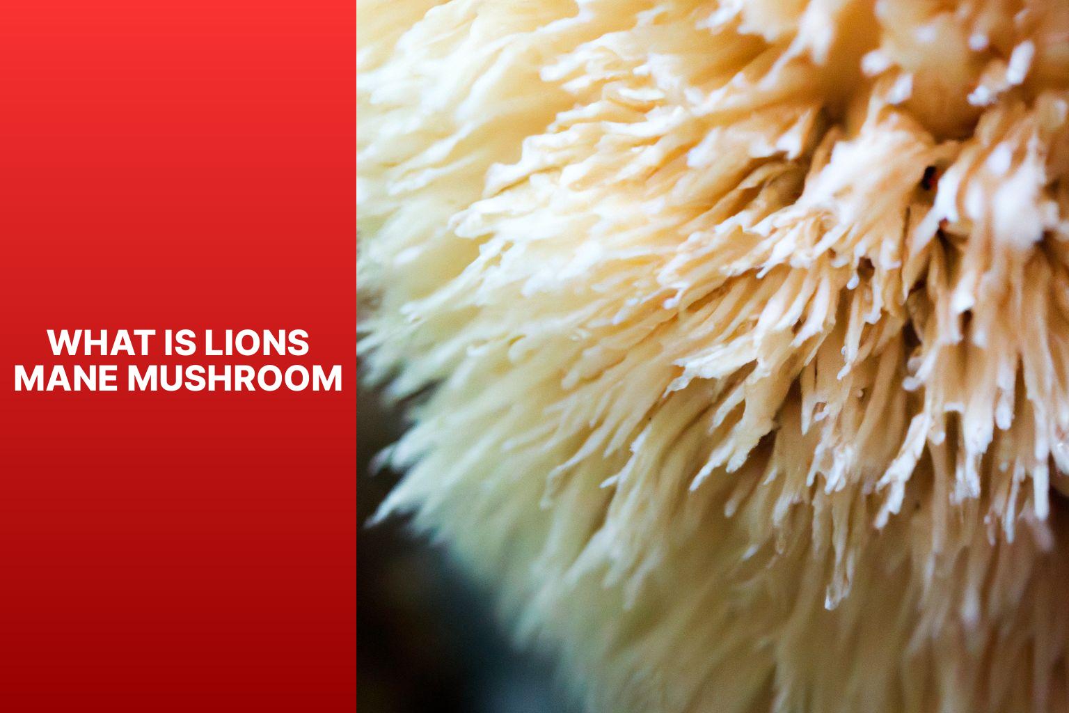 What is Lions Mane mushroom
