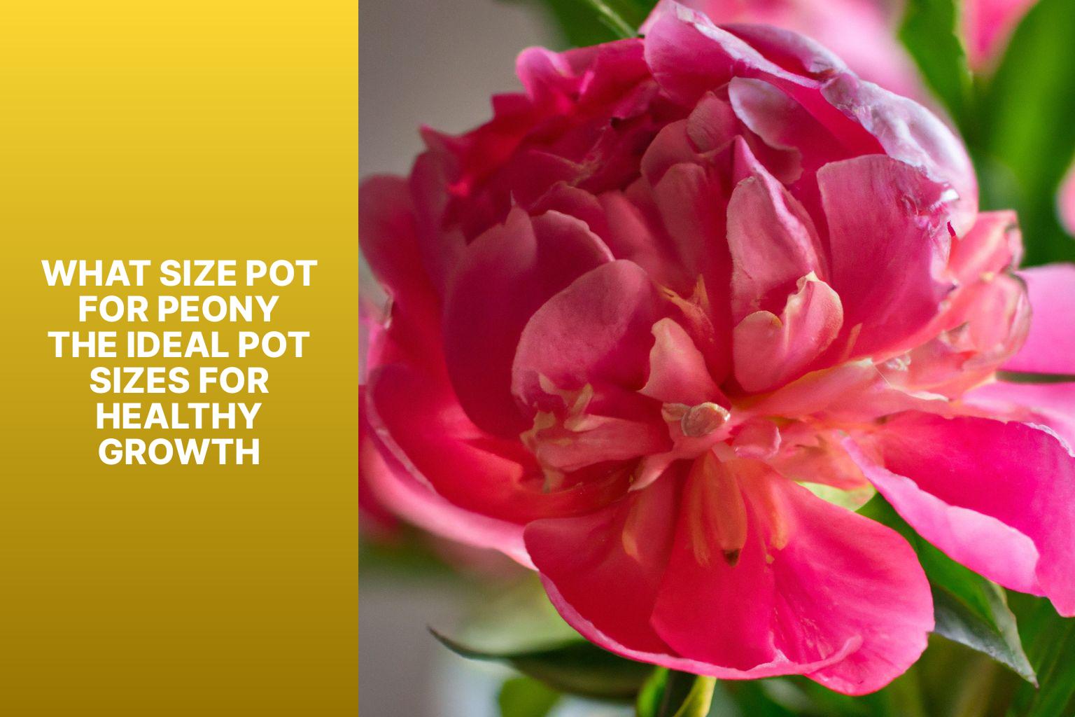 what-size-pot-for-peony-the-ideal-pot-sizes-for-healthy-growth