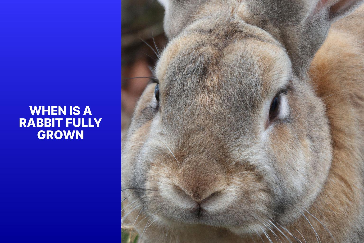 When is a Rabbit Fully Grown? Understanding the Growth Stages and