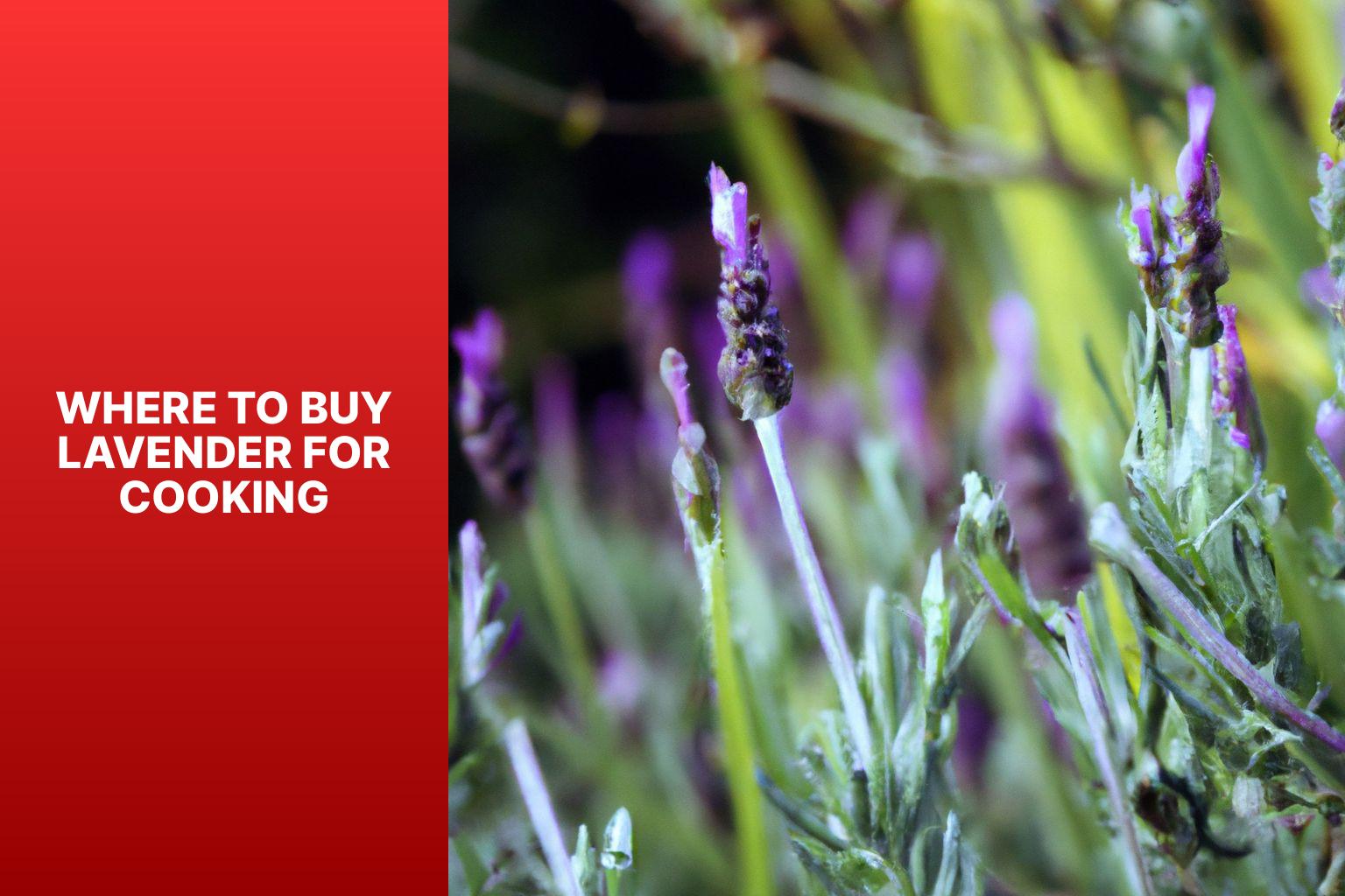 Where To Buy Lavender For Cooking