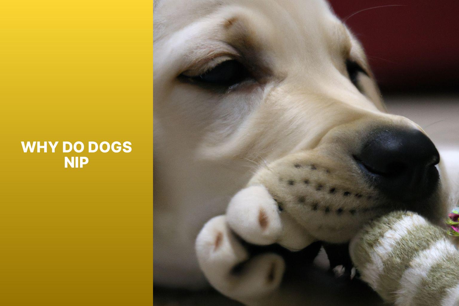 How To Stop Dogs From Fighting 13 Effective Ways