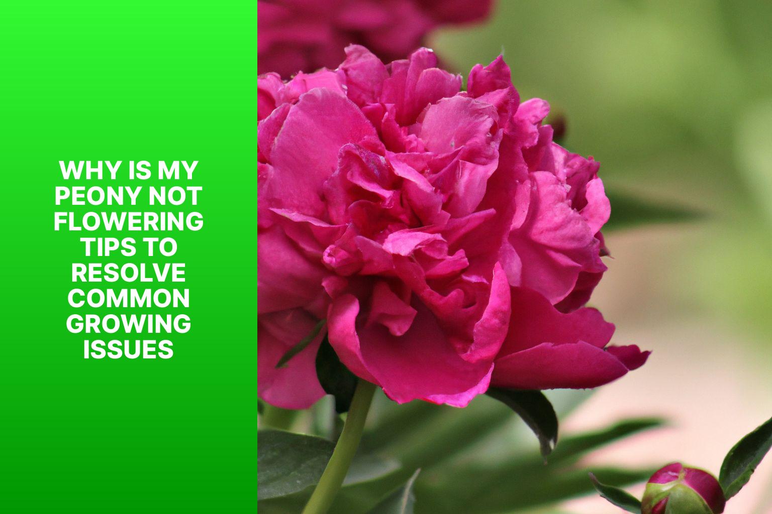 Why is My Peony Not Flowering Tips to Resolve Common Growing Issues